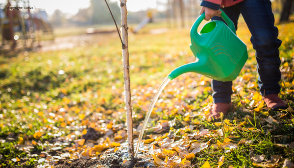 Ein junger Baum wird bew�ssert
